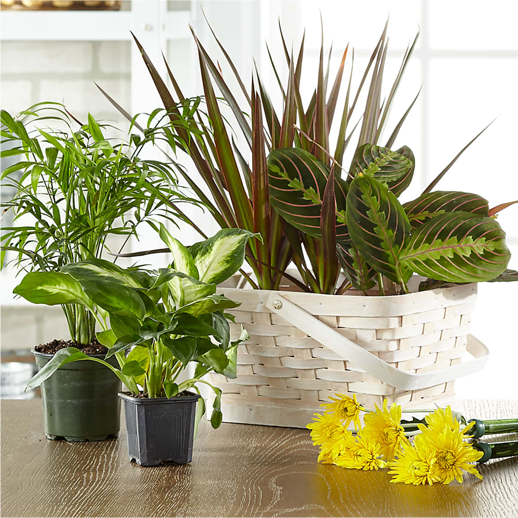 Florist Designed Blooming and Green Plants in a Basket – Bakers, Wichita KS
