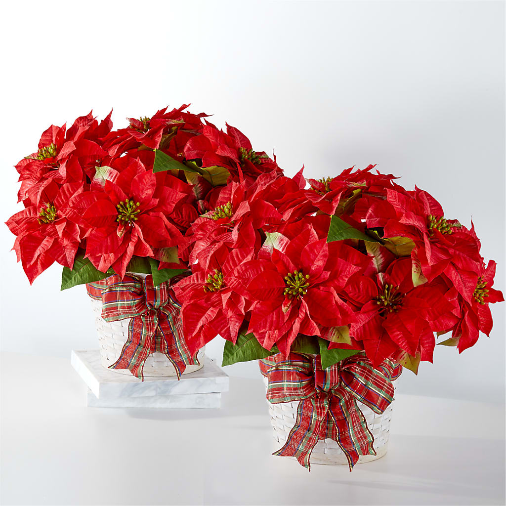Happiest Holidays Poinsettia Bundle – Bakers, Wichita KS