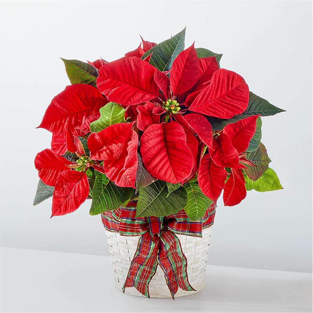 Happiest Holidays Poinsettia – Bakers, Wichita KS