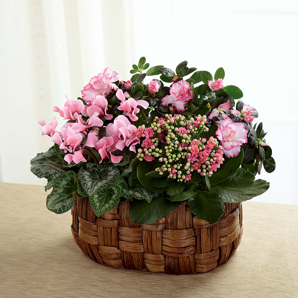 Pink Assortment – Bakers, Wichita KS