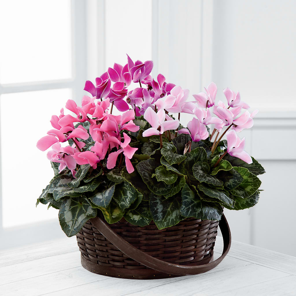Mixed Cyclamen Planter – Bakers, Wichita KS