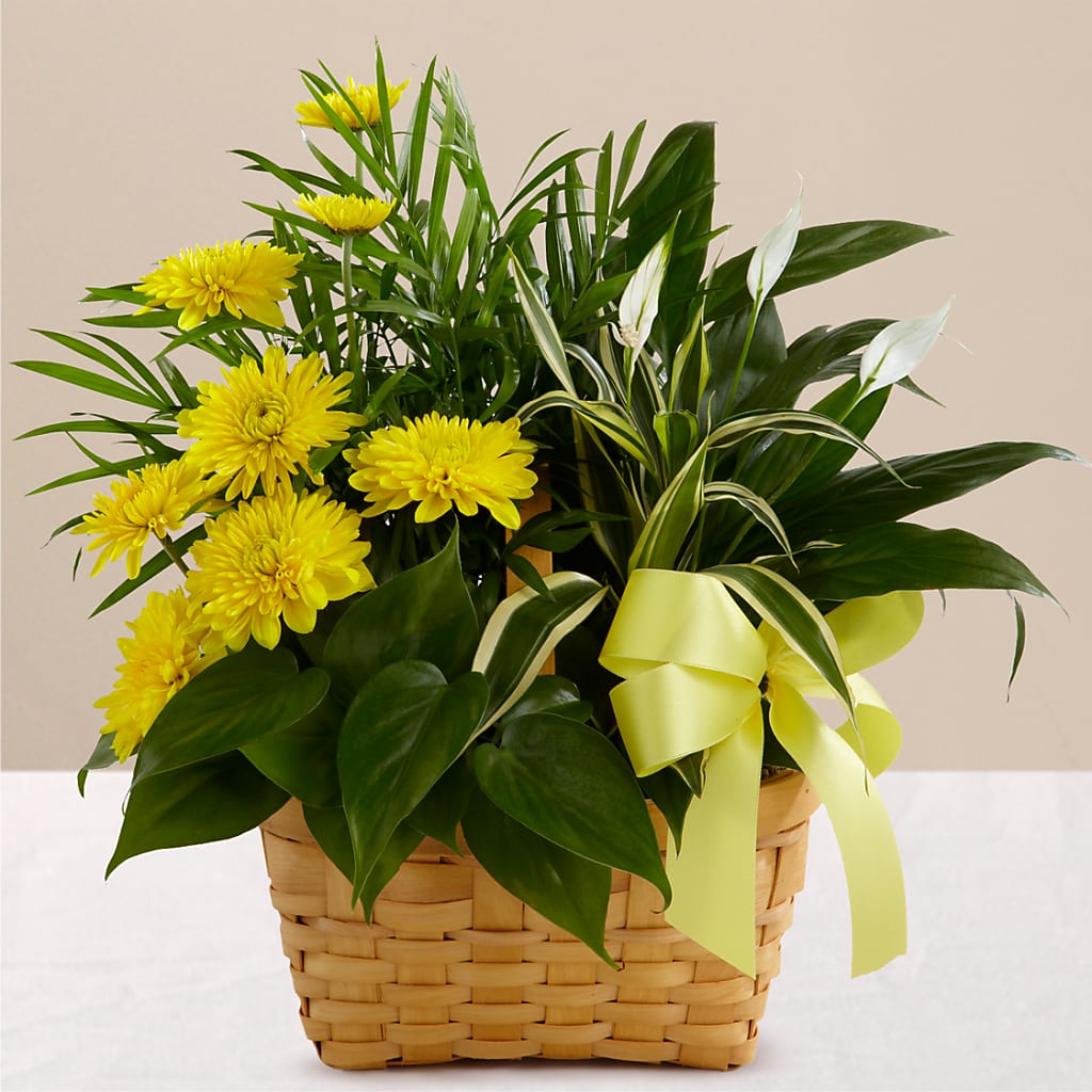 Loving Light Dishgarden – Bakers, Wichita KS
