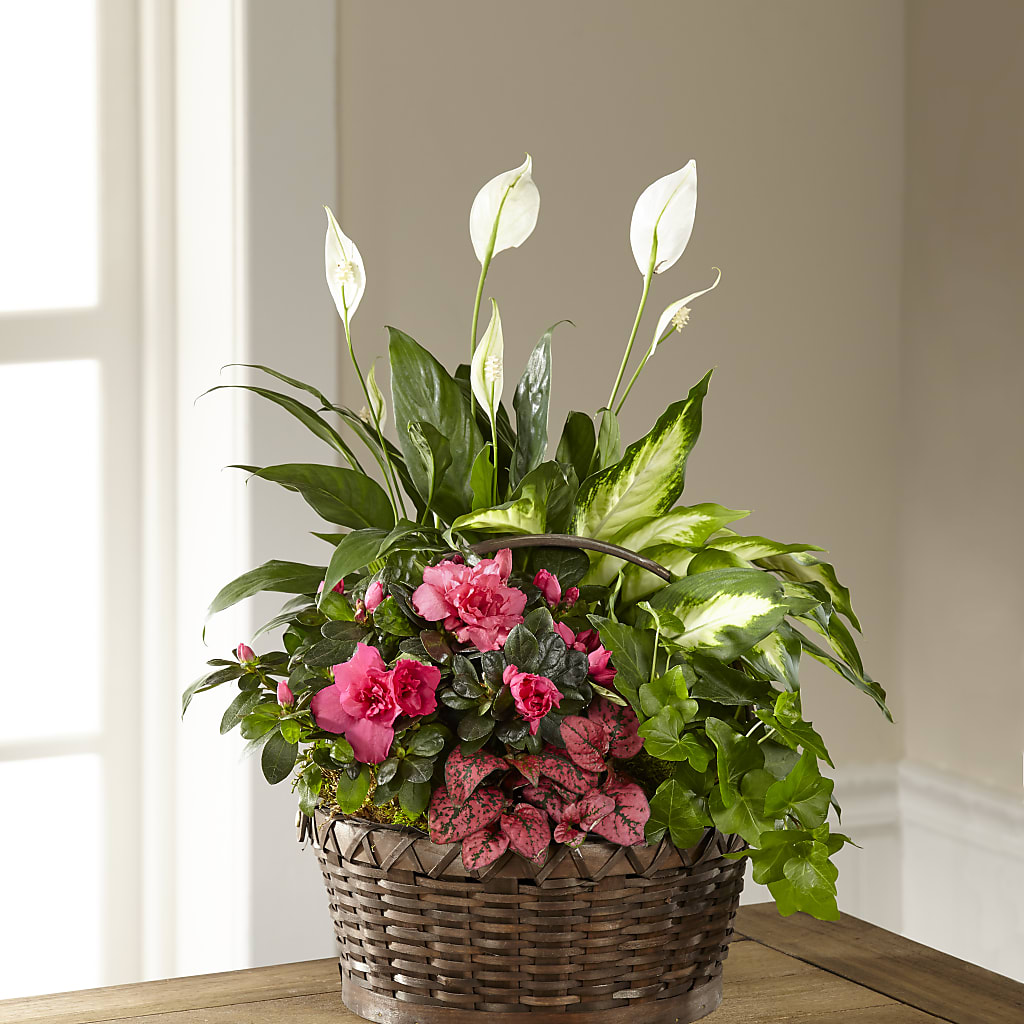 Dream in Pink Dishgarden – Bakers, Wichita KS
