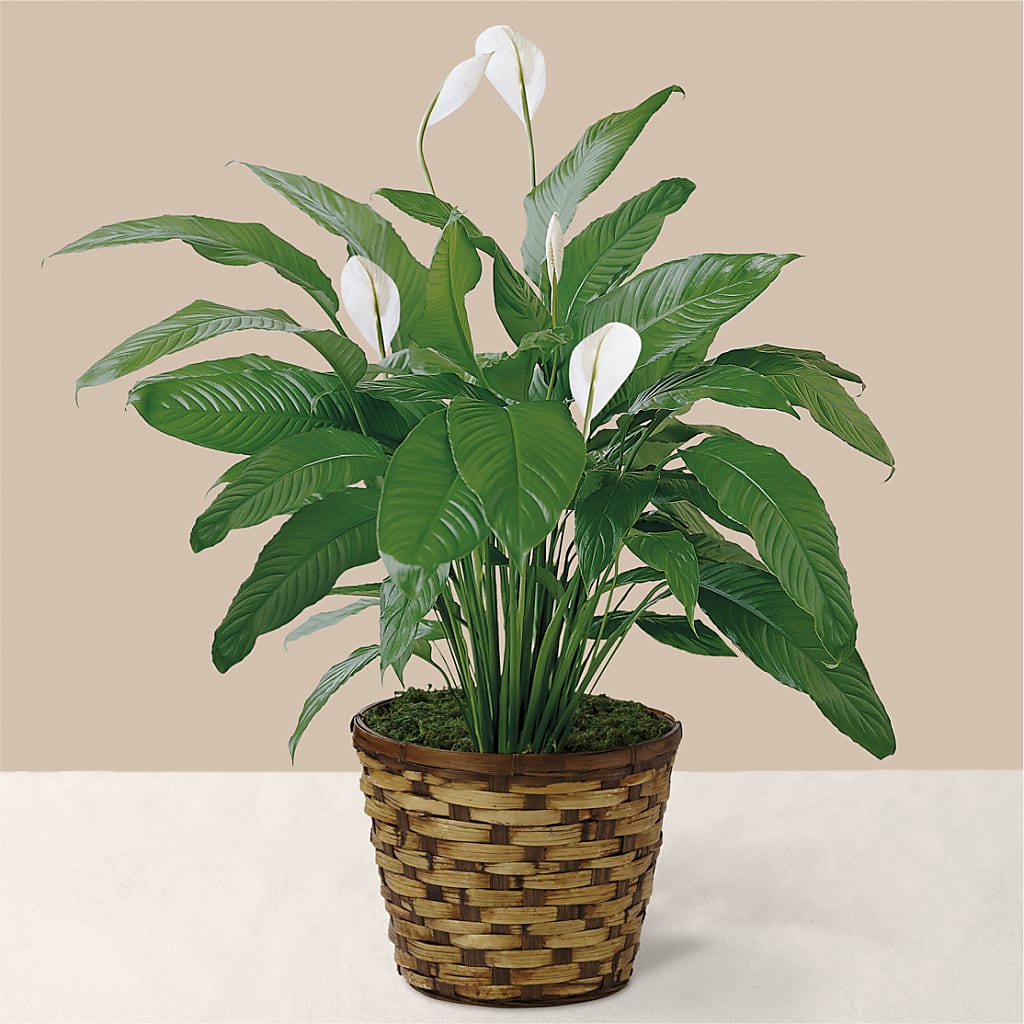 Tranquil Moments Peace Lily Plant – Bakers, Wichita KS