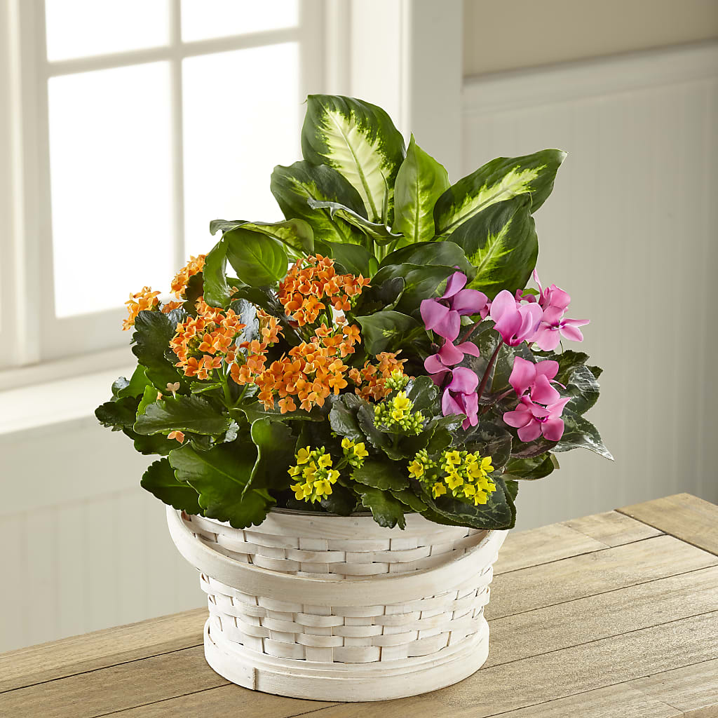 Color Crush Dishgarden – Bakers, Wichita KS