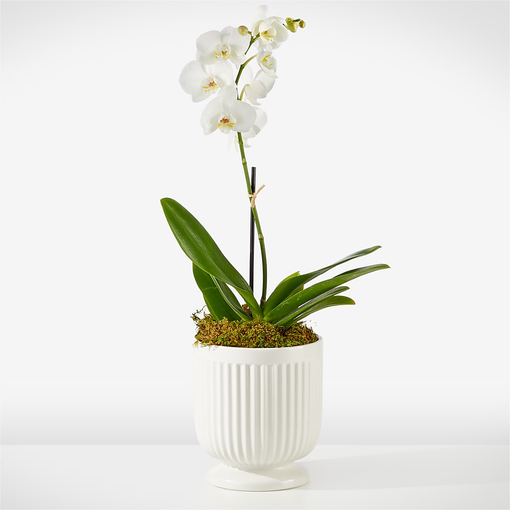 Whispering White Orchid – Bakers, Wichita KS