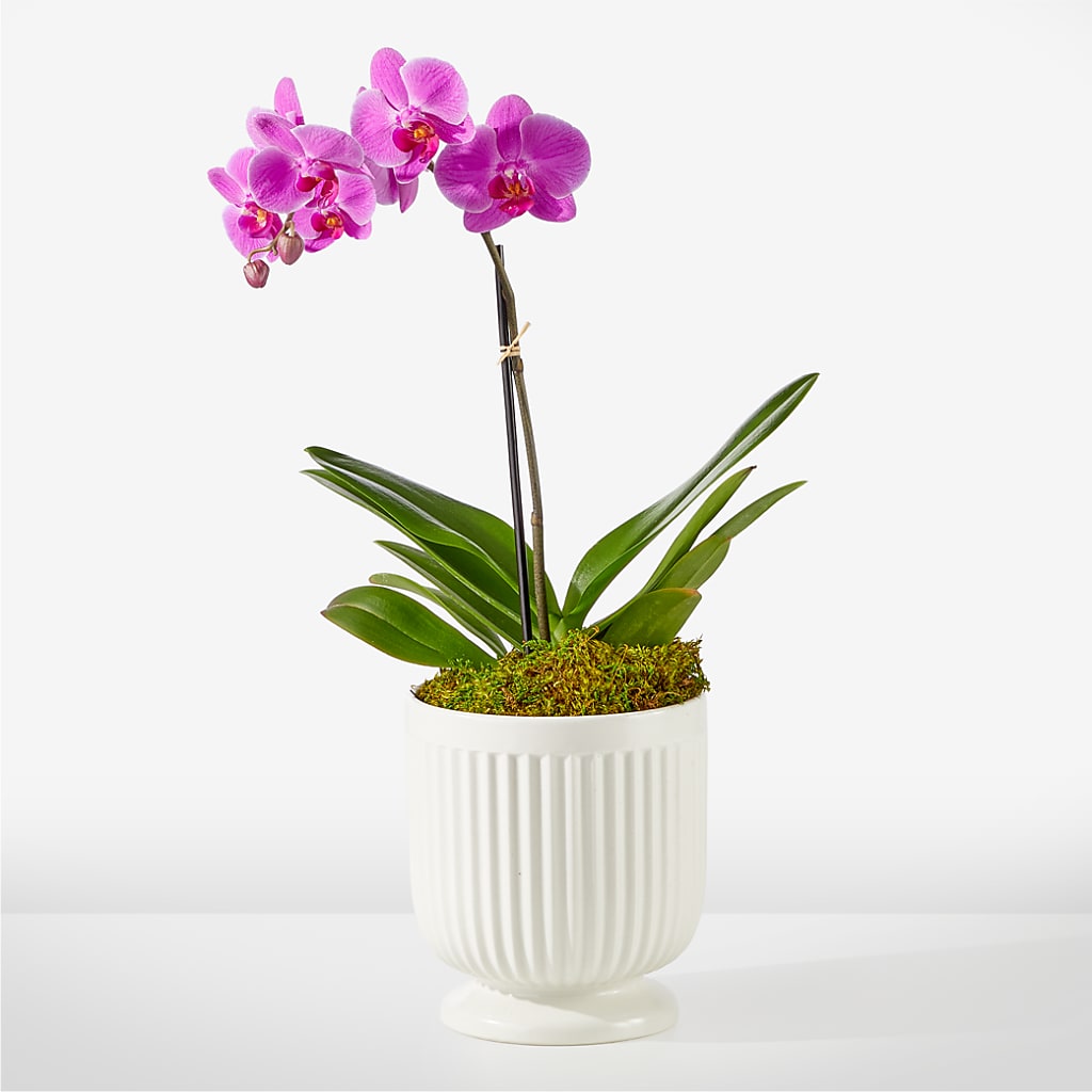 Friendly Fuchsia Orchid – Bakers, Wichita KS