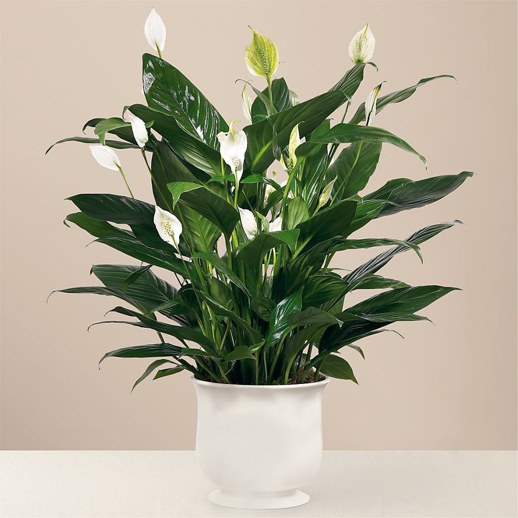 Comfort Planter – Bakers, Wichita KS