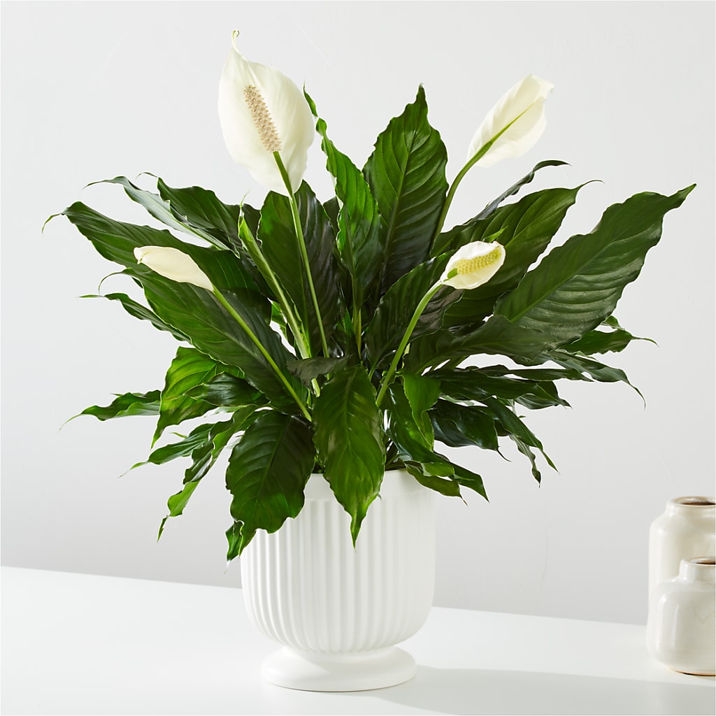 Comfort Planter – Bakers, Wichita KS
