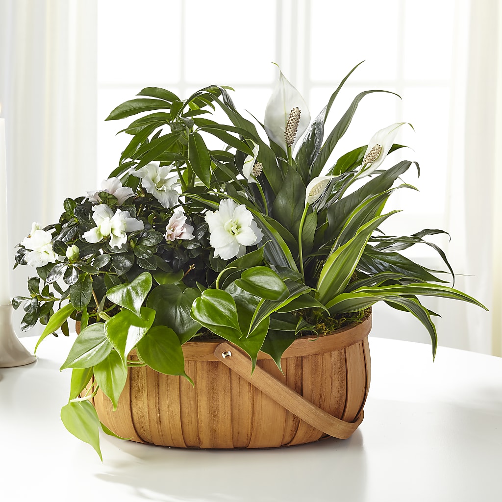 Serene Dishgarden – Bakers, Wichita KS