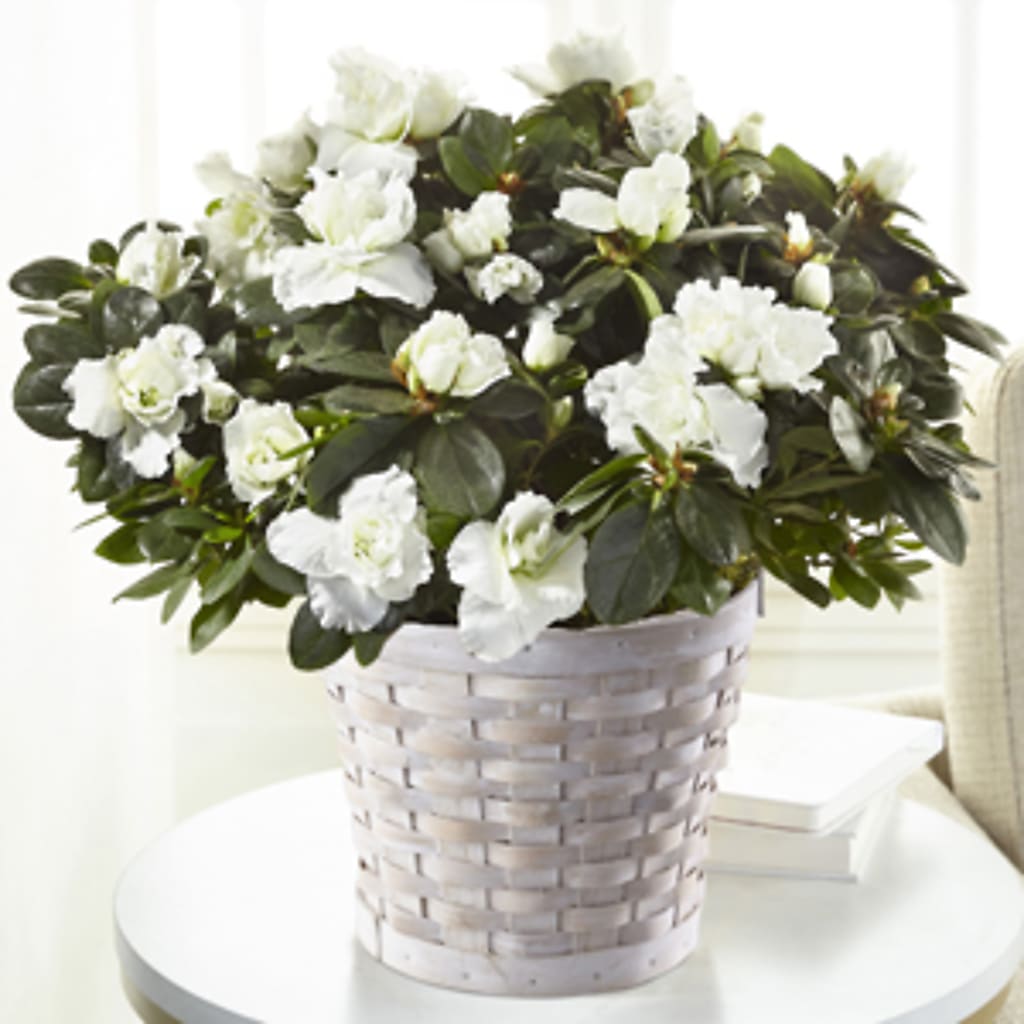 White Azalea Plant – Bakers, Wichita KS