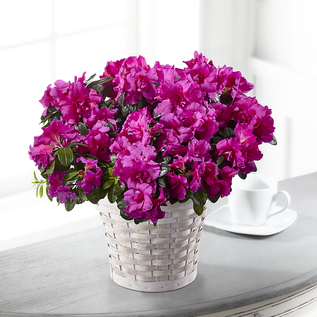 Hope & Serenity Azalea Plant – Bakers, Wichita KS