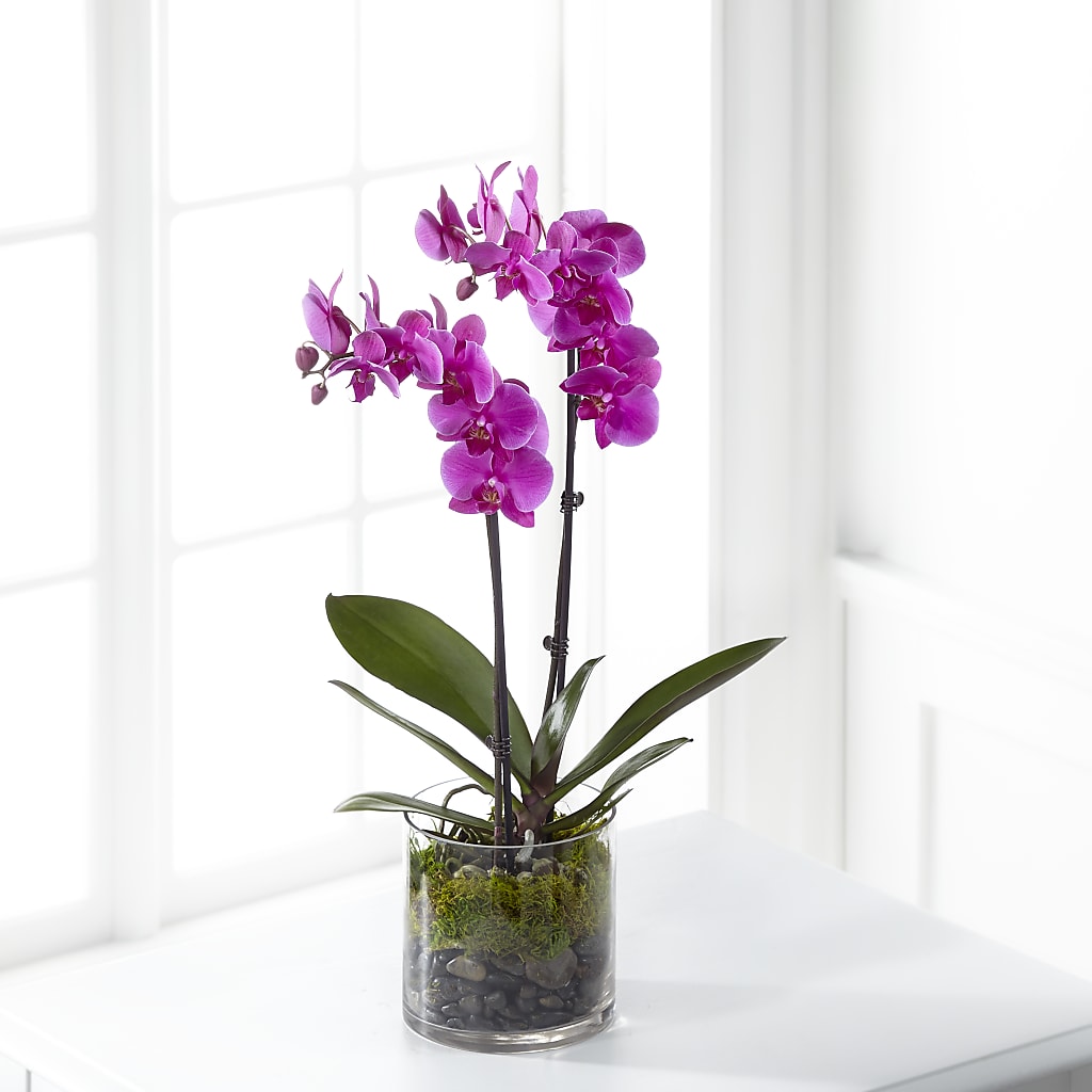 Pink Orchid Plant – Bakers, Wichita KS