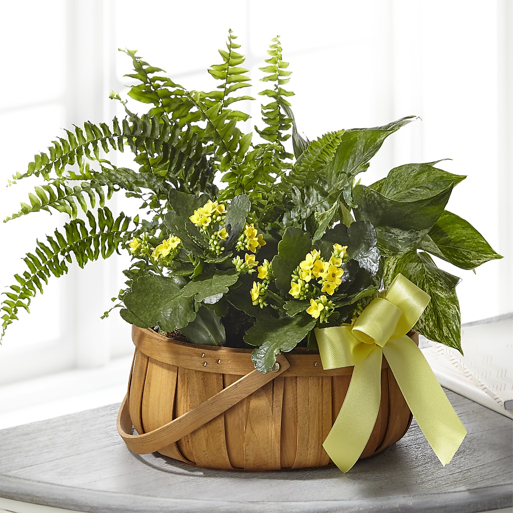 Always Dear Dishgarden – Bakers, Wichita KS