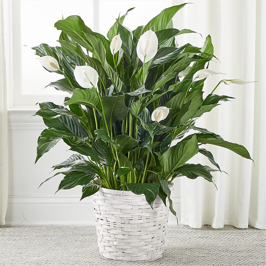 A New Leaf Peace Lily – Bakers, Wichita KS