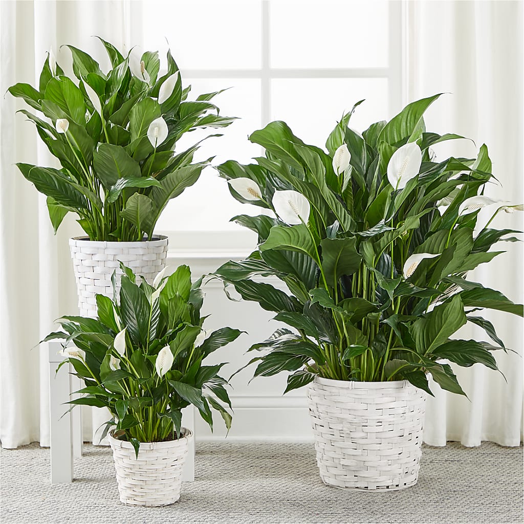 A New Leaf Peace Lily – Bakers, Wichita KS