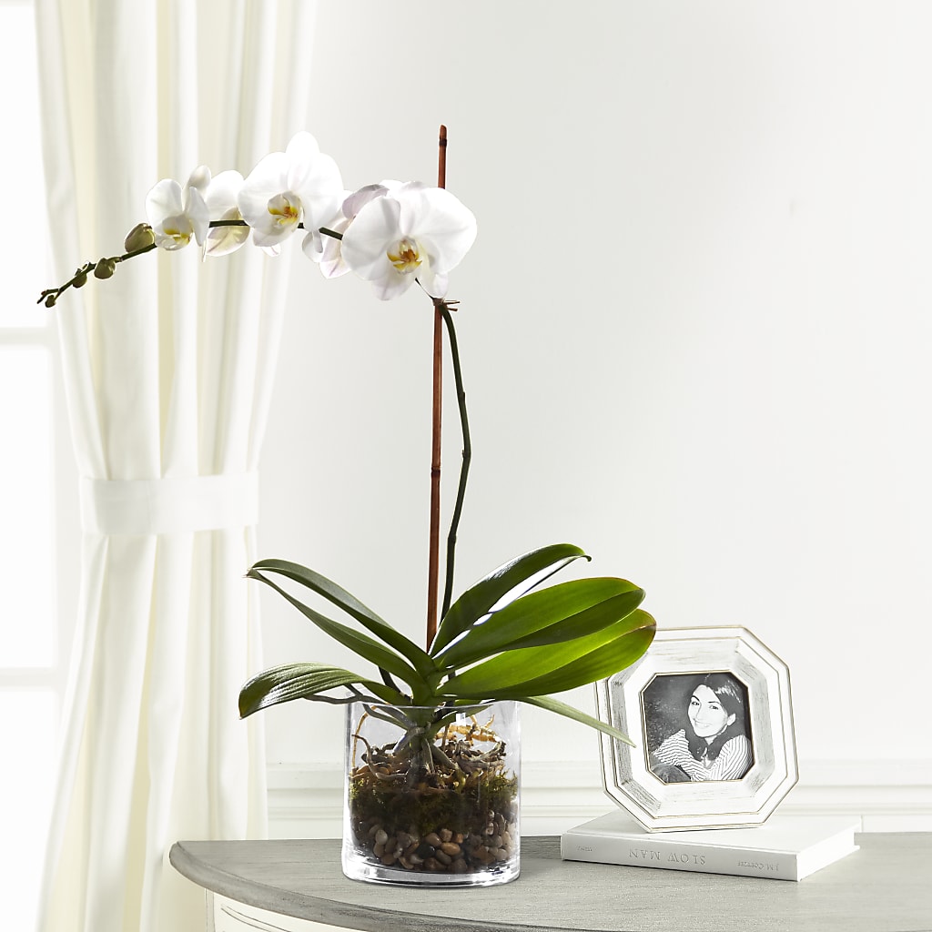 White Orchid Planter – Bakers, Wichita KS