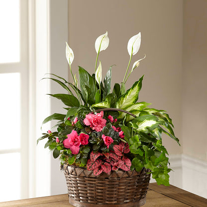 Dream in Pink Dishgarden –  Bakers, Wichita KS