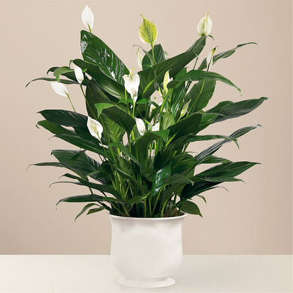 Comfort Planter –  Bakers, Wichita KS