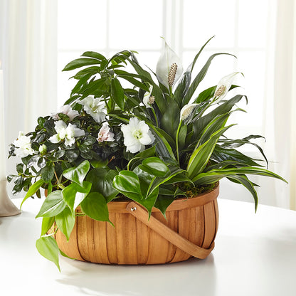 Serene Dishgarden –  Bakers, Wichita KS