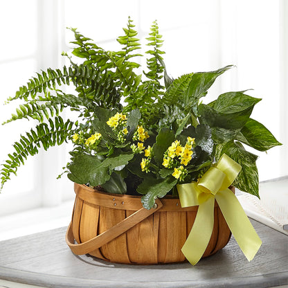 Always Dear Dishgarden –  Bakers, Wichita KS