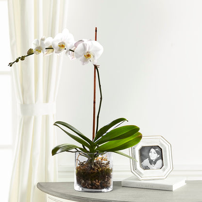 White Orchid Planter –  Bakers, Wichita KS